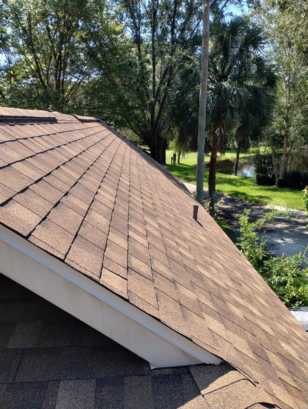 Close-up of warm tan three-tab shingle roof on Florida home with palm trees